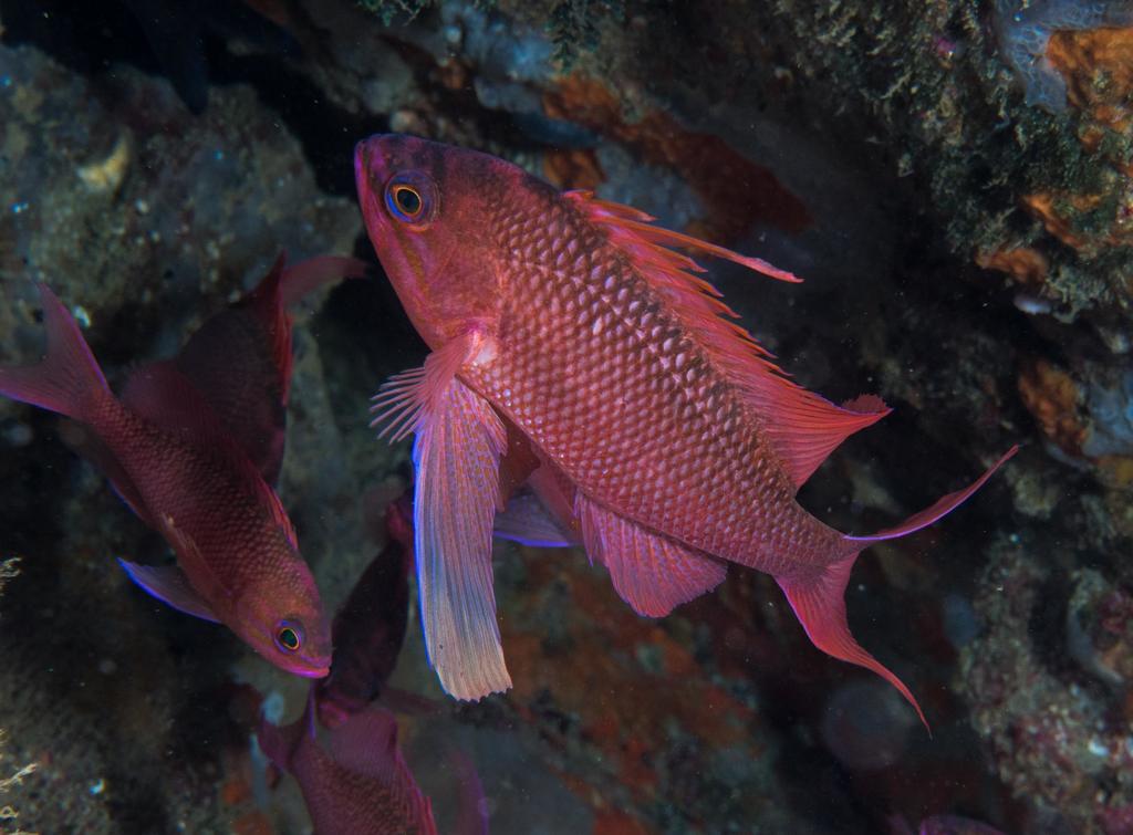 Mediterranean Fairy Basslet