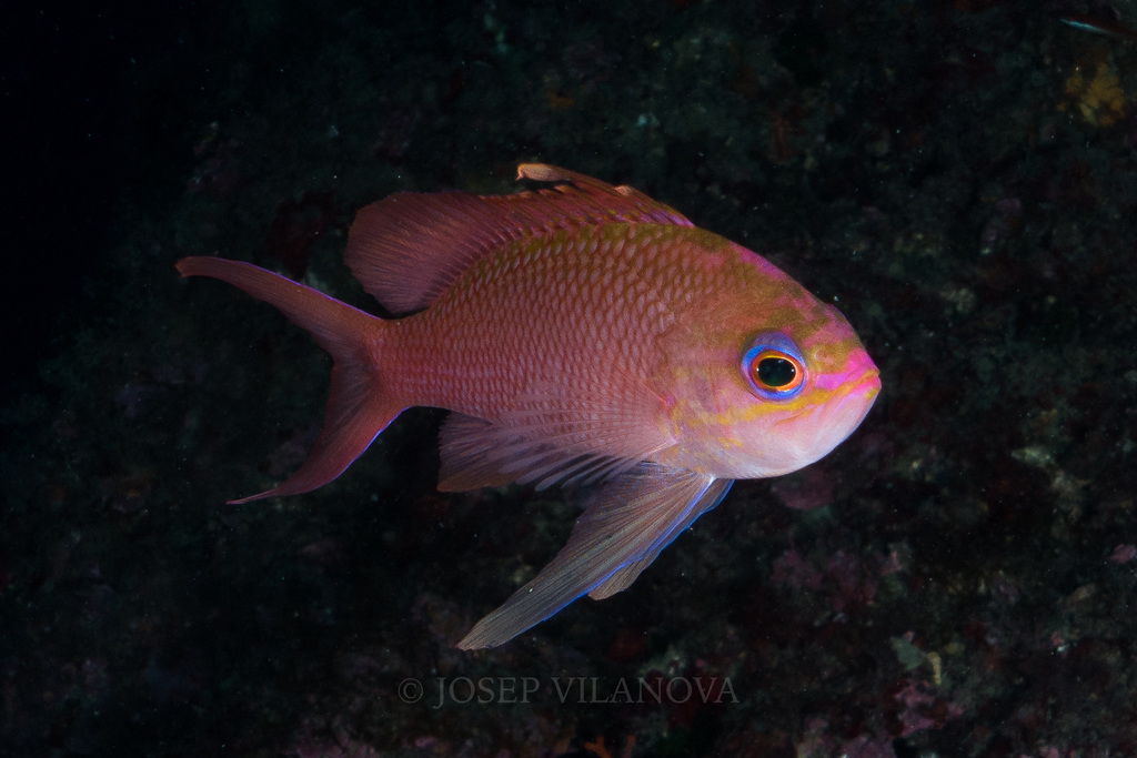 Mediterranean Fairy Basslet