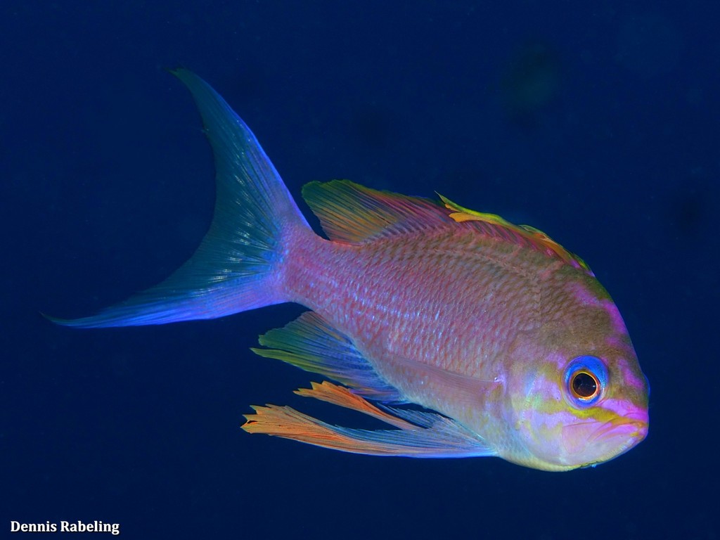 Mediterranean Fairy Basslet