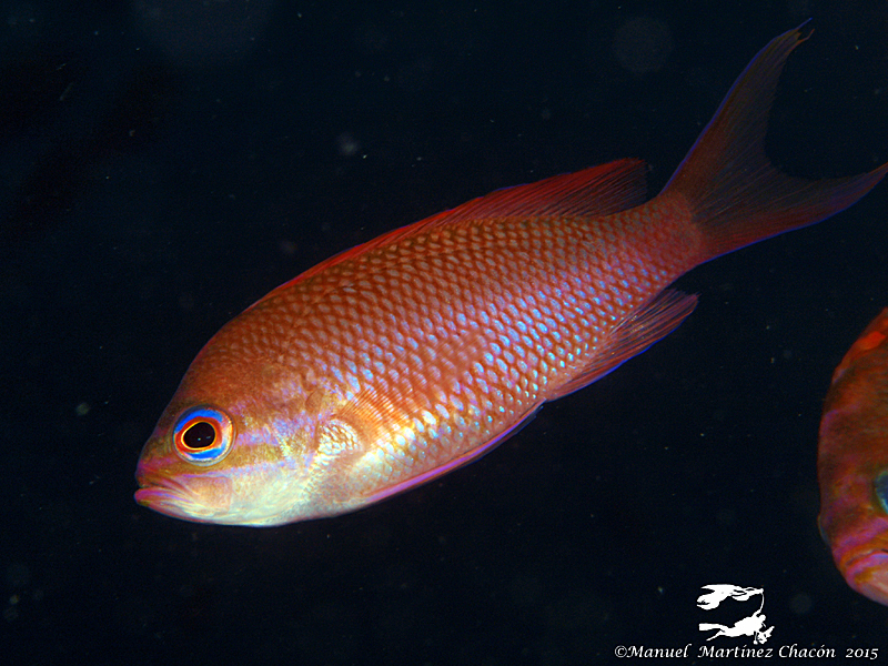 Mediterranean Fairy Basslet