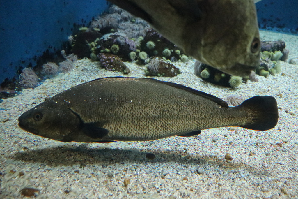 Brown Meagre