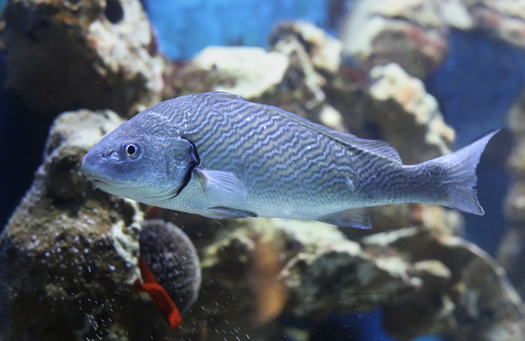 Common Drum