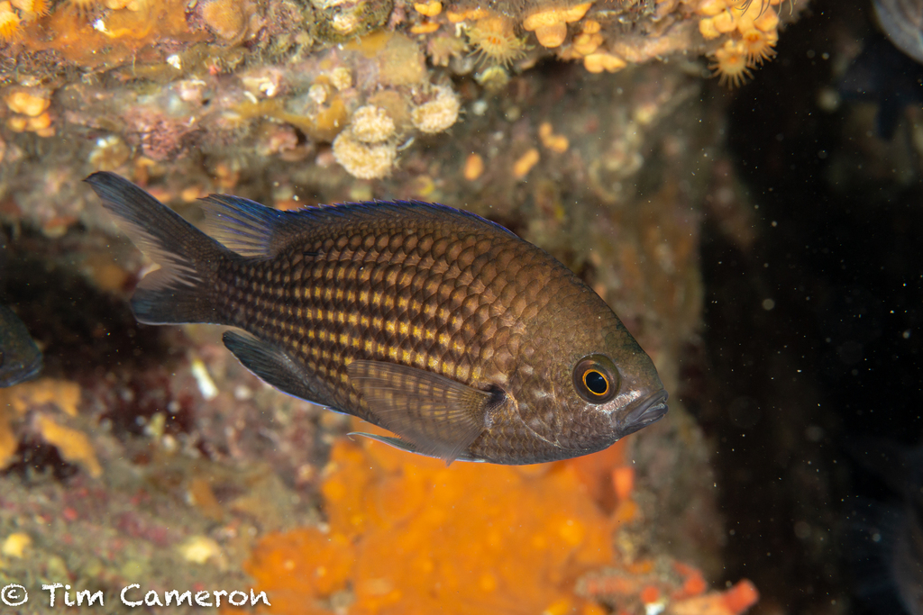 Mediterranean Damselfish