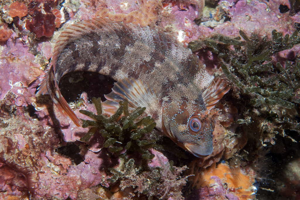 Blennie gattorugine