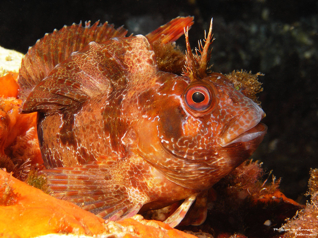 Tompot Blenny