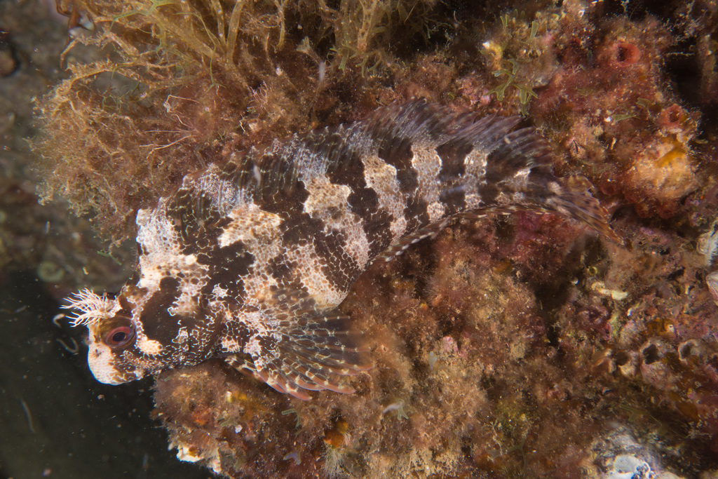 Blennie gattorugine