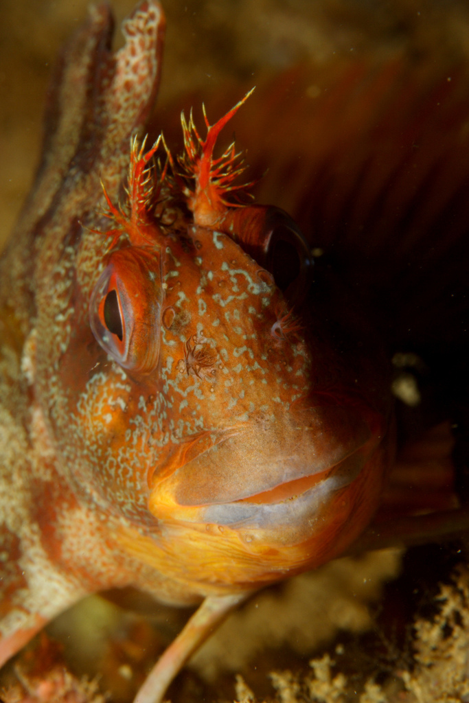 Blennie gattorugine