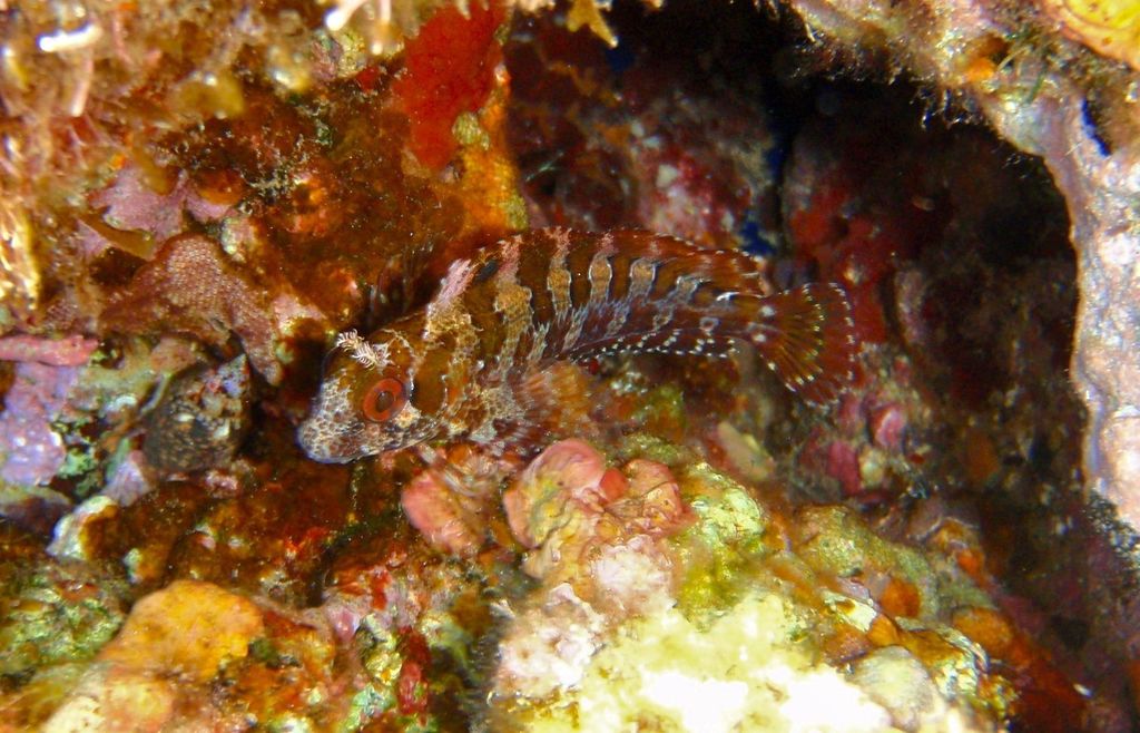 Blennie gattorugine