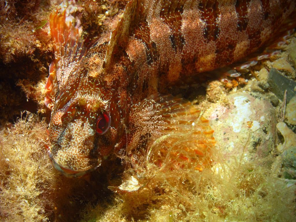 Blennie gattorugine