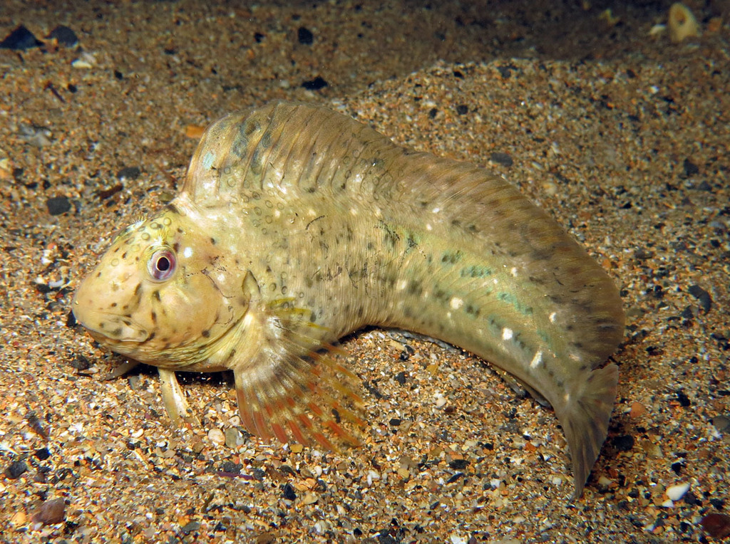 Rusty blenny