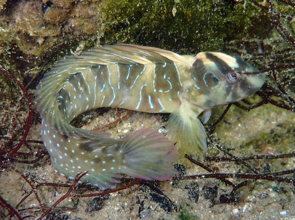 Peacock blenny