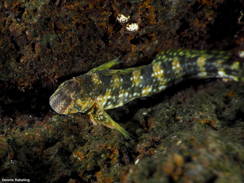 Montagu's Blenny