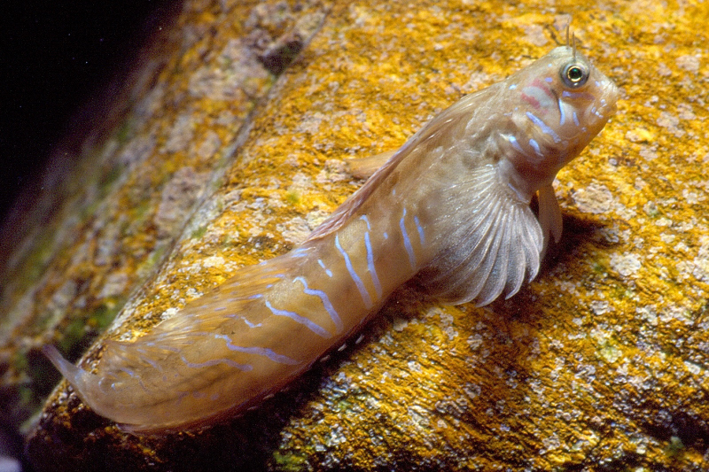 Blennie sphinx