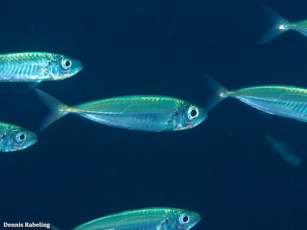 Atlantic Horse Mackerel