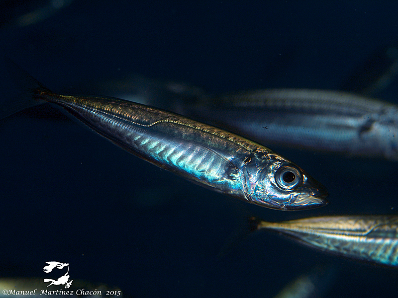Atlantic Horse Mackerel