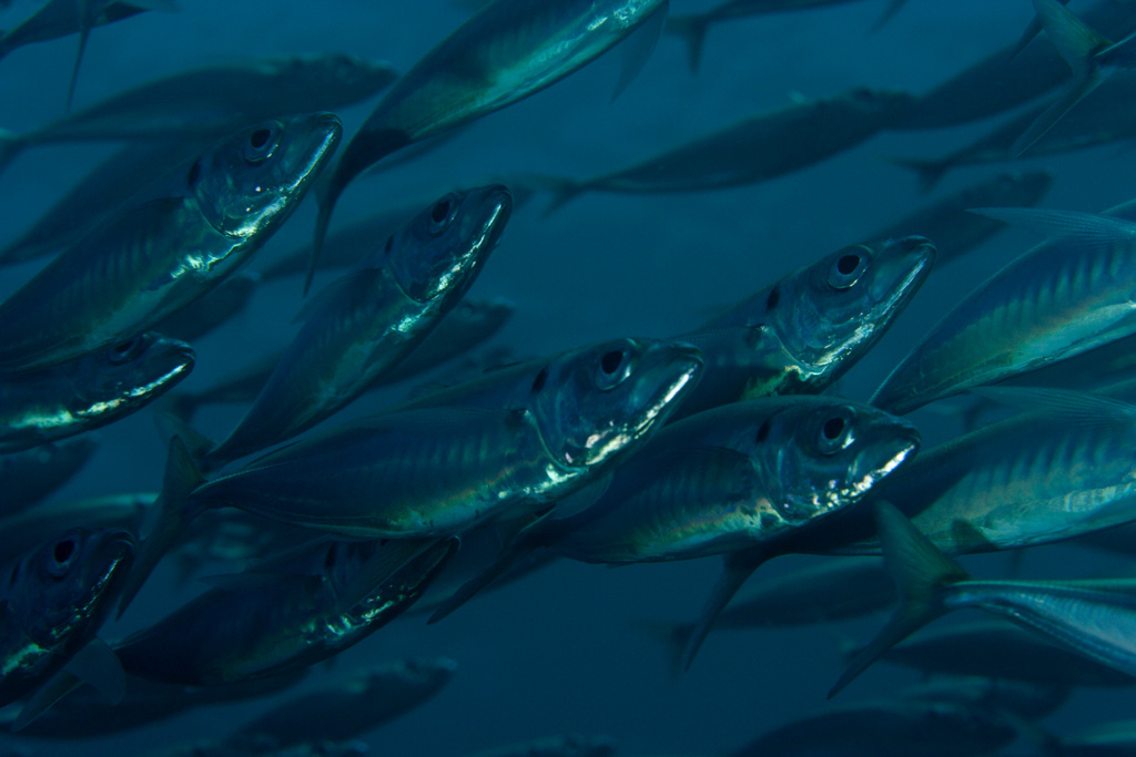 Atlantic Horse Mackerel