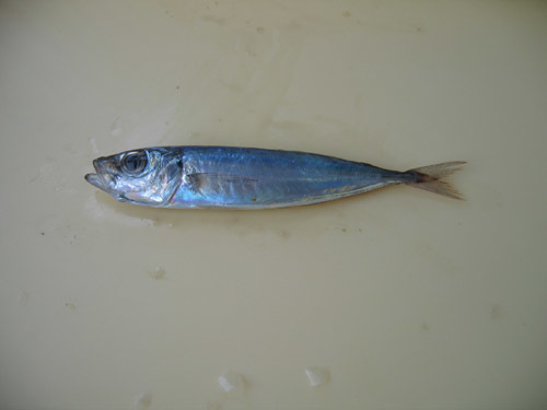 Atlantic Horse Mackerel
