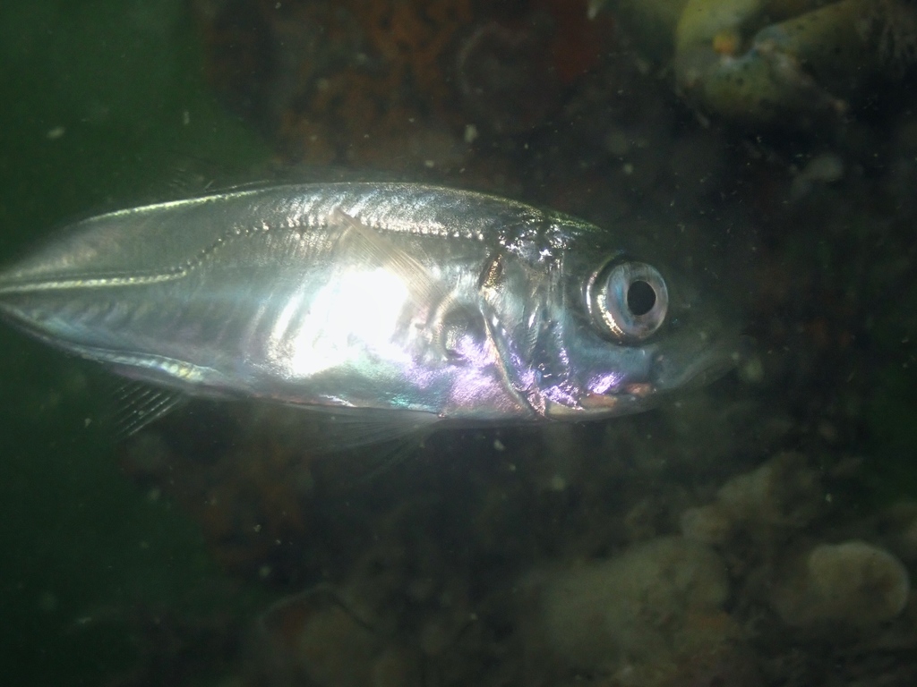 Atlantic Horse Mackerel