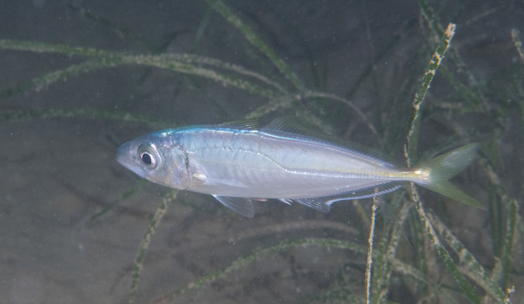Atlantic Horse Mackerel