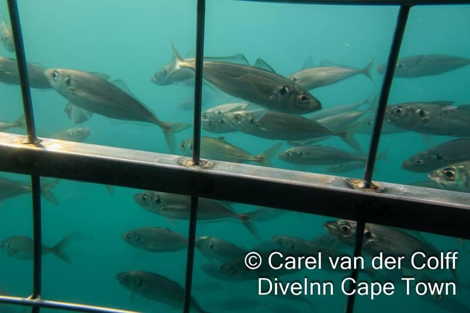 Atlantic Horse Mackerel