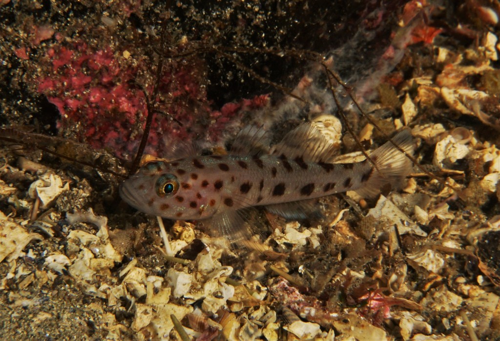 Leopard-Spotted Goby