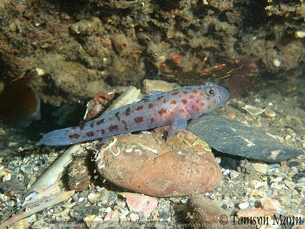 Leopard-spotted Goby