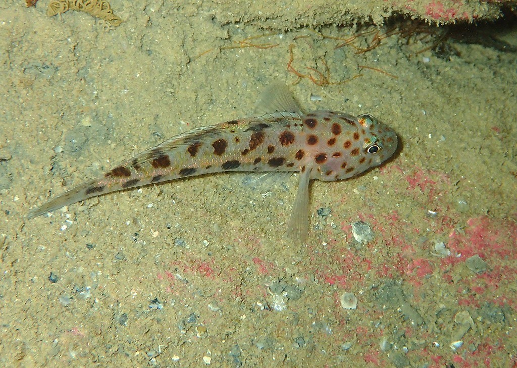 Leopard-Spotted Goby