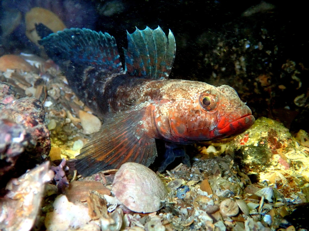 Red-mouthed goby