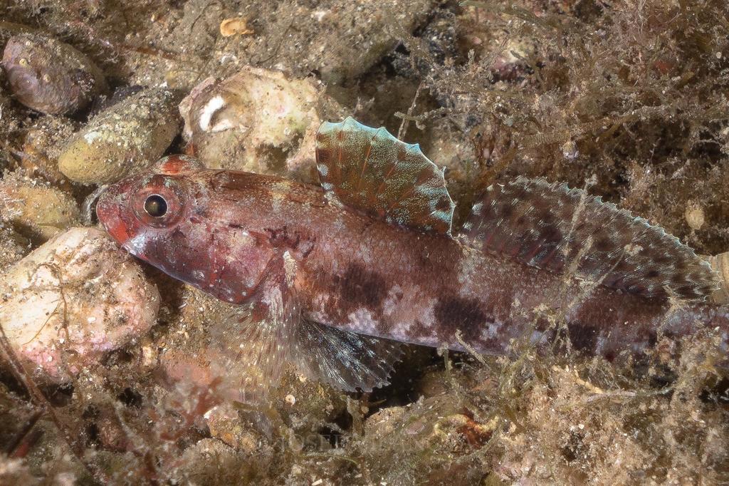 Gobie à bouche rouge