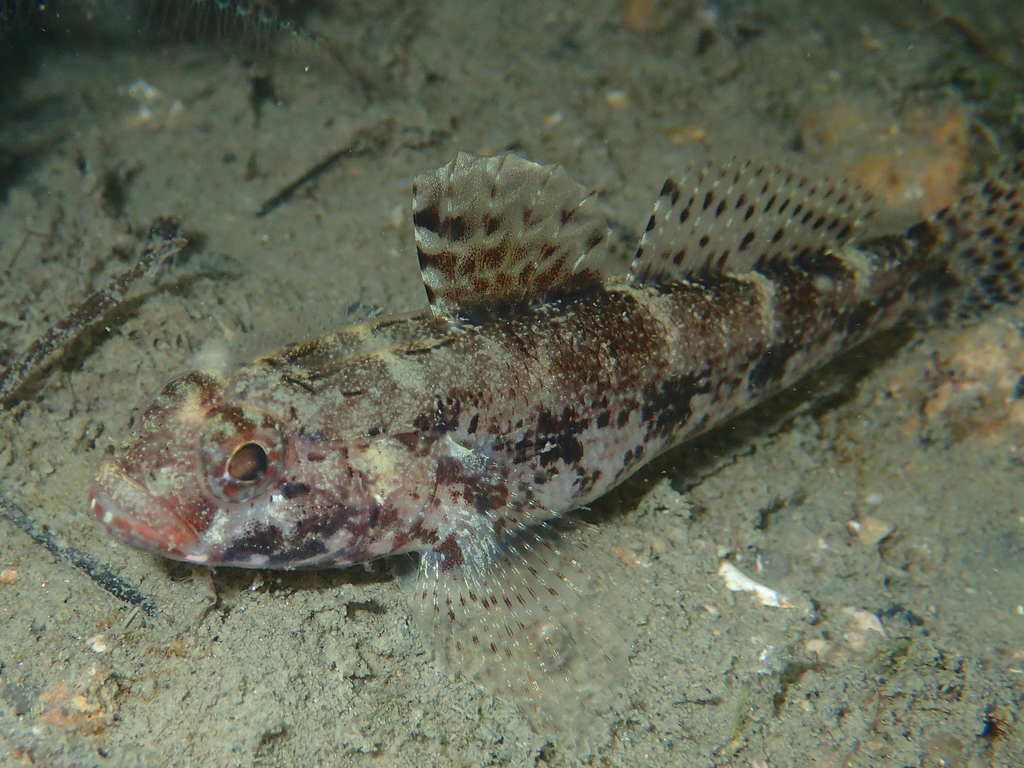 Gobie à bouche rouge