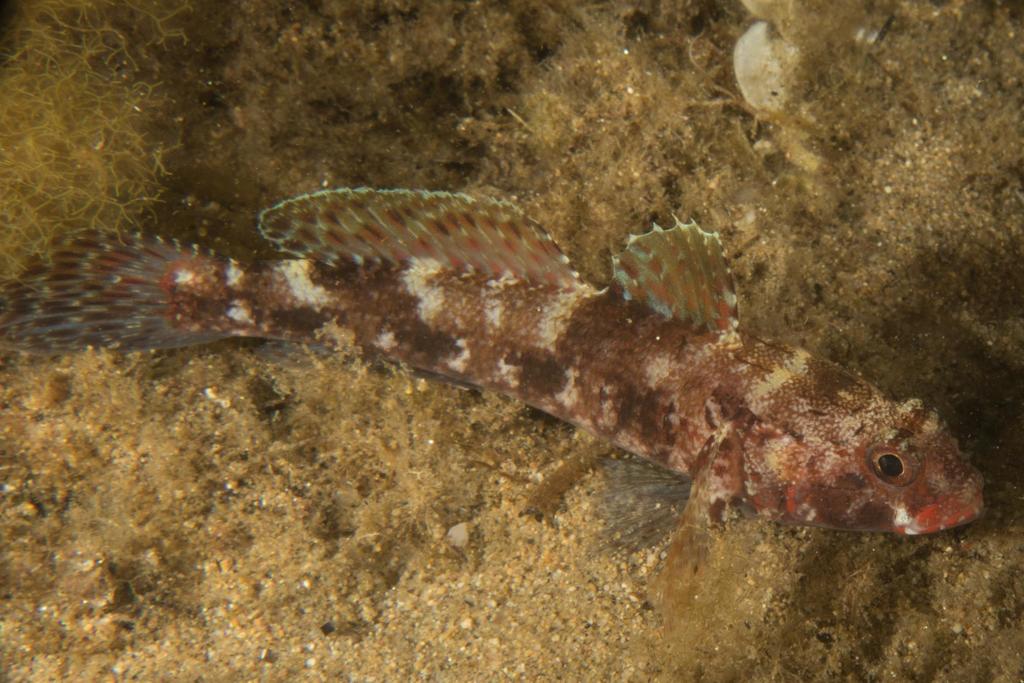 Gobie à bouche rouge