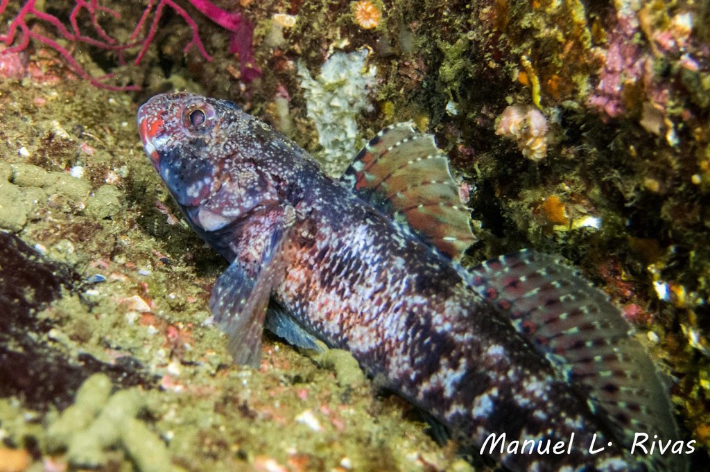 Gobie à bouche rouge