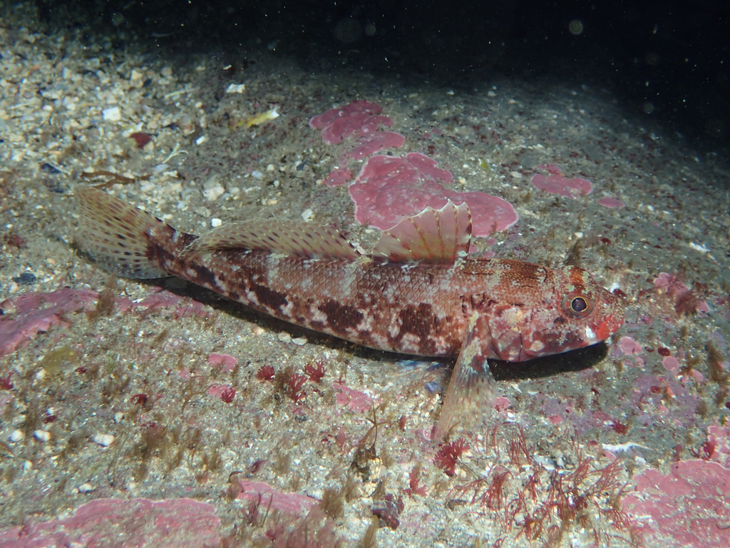Gobie à bouche rouge