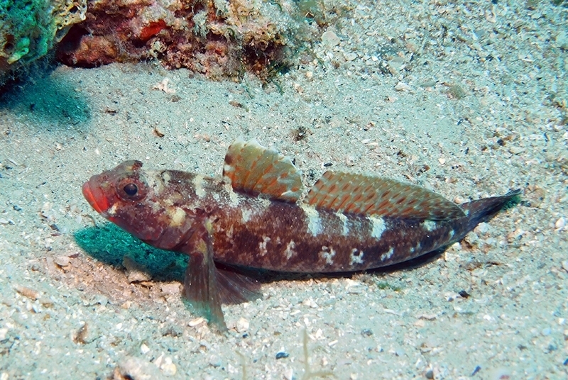 Gobie à bouche rouge