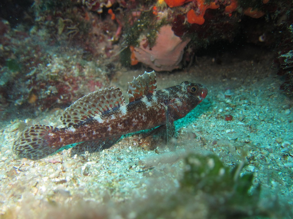 Gobie à bouche rouge
