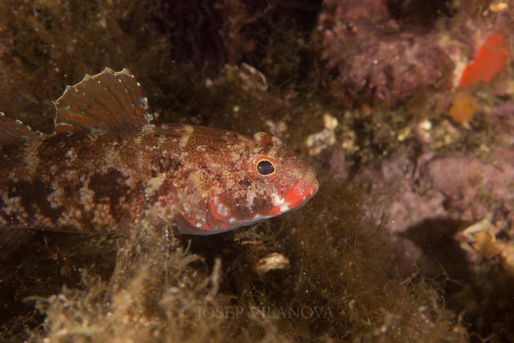 Gobie à bouche rouge