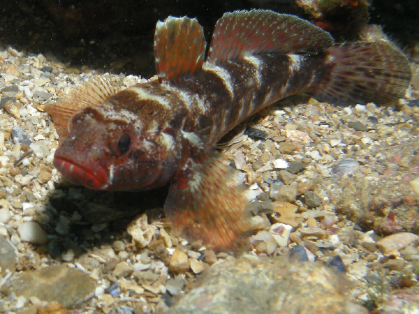 Gobie à bouche rouge