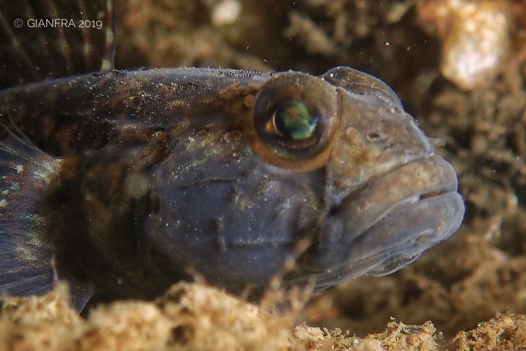 Black Goby