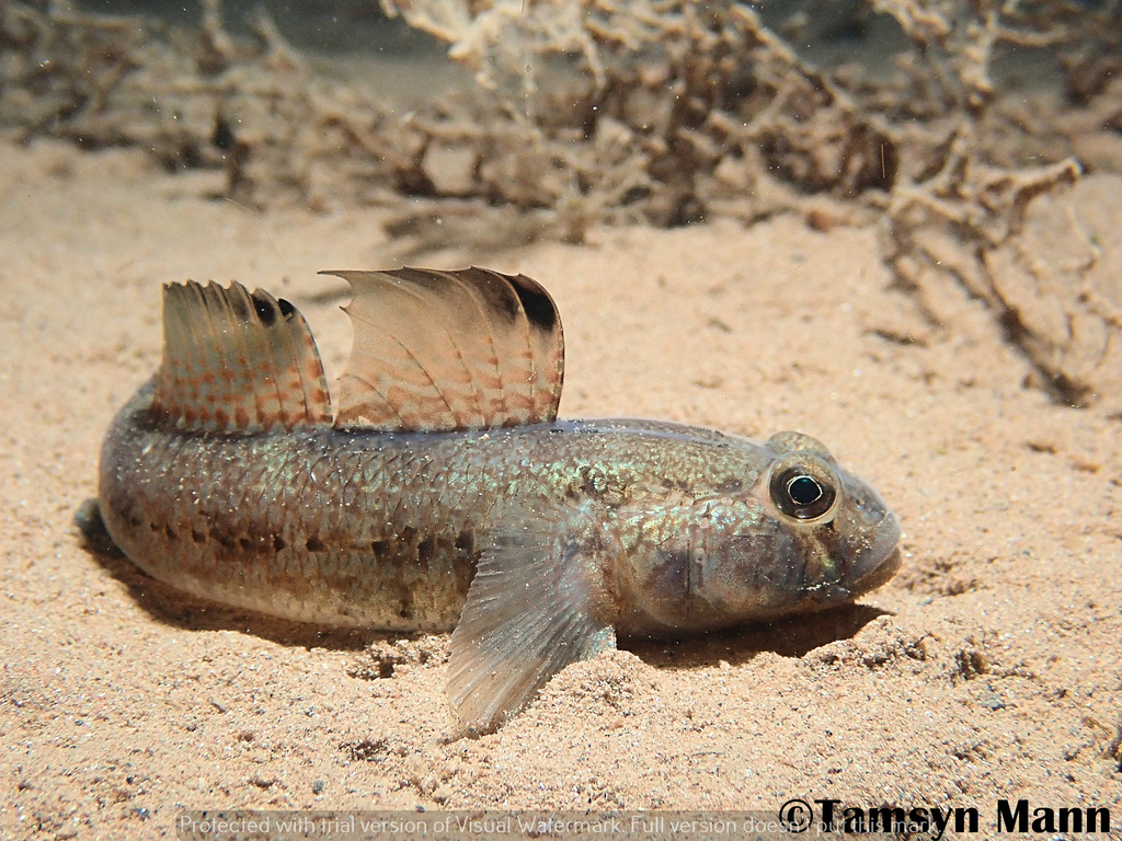 Black Goby
