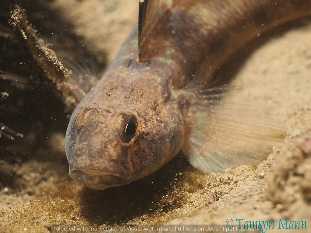 Black Goby
