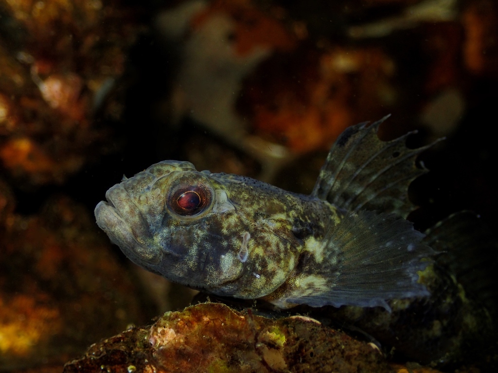 Black Goby