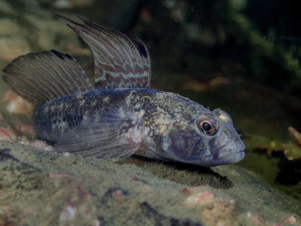 Black Goby