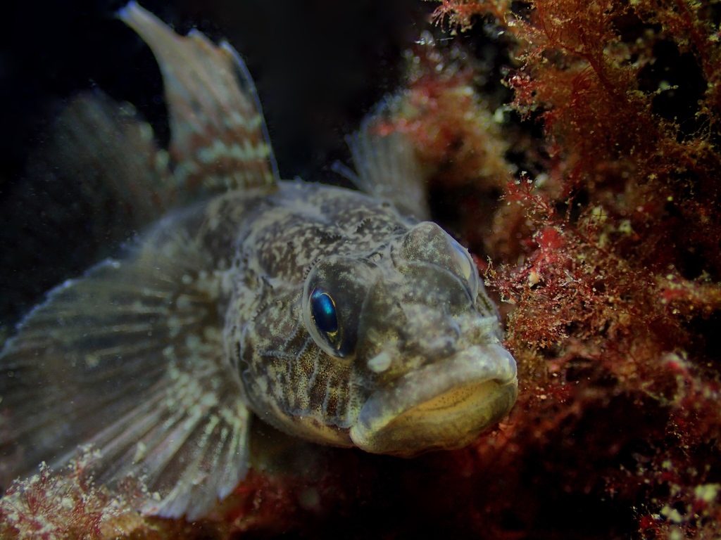 Black Goby