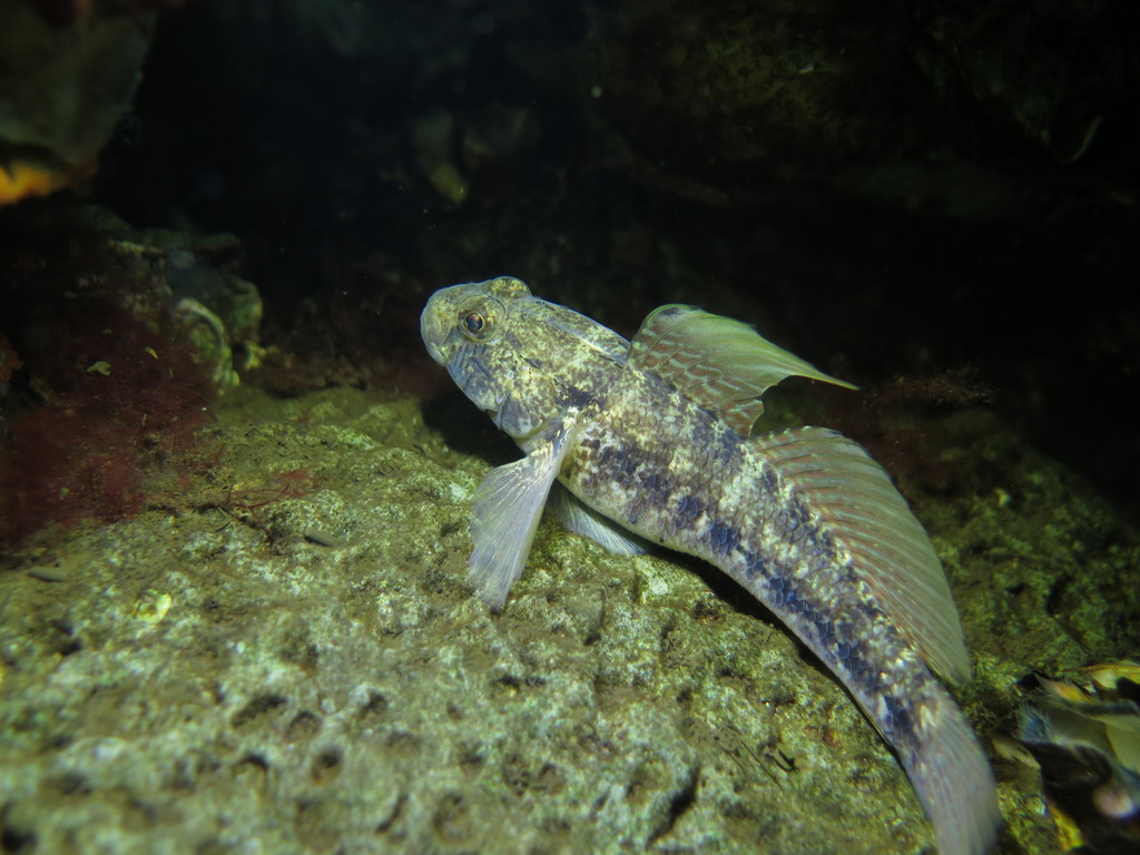 Black Goby
