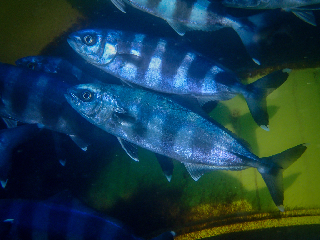 Pilotfish