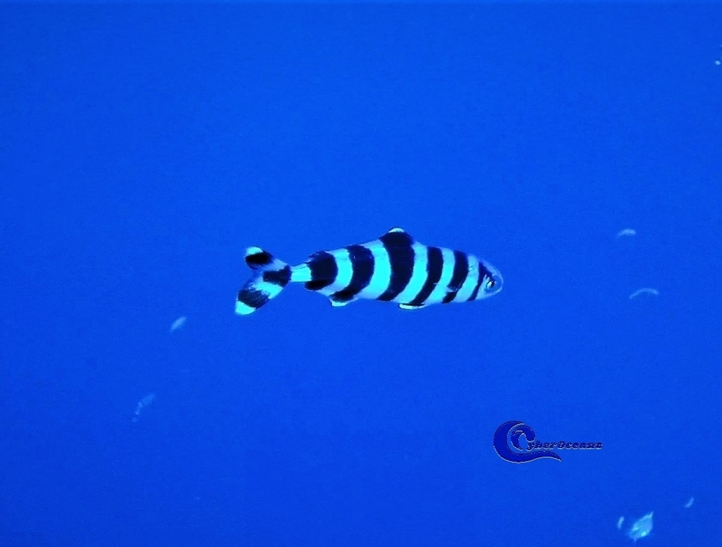 Pilotfish