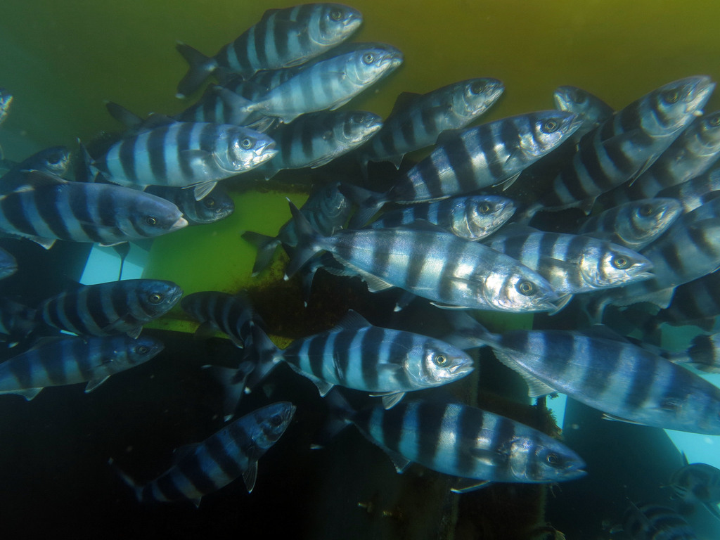 Pilotfish