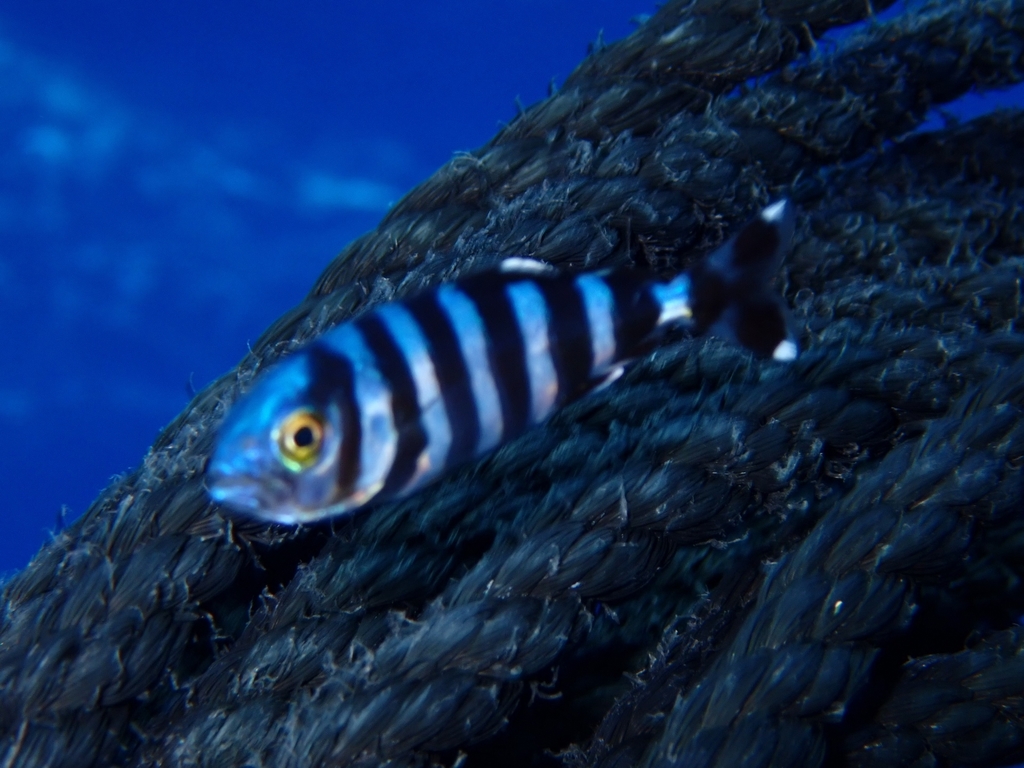 Pilotfish