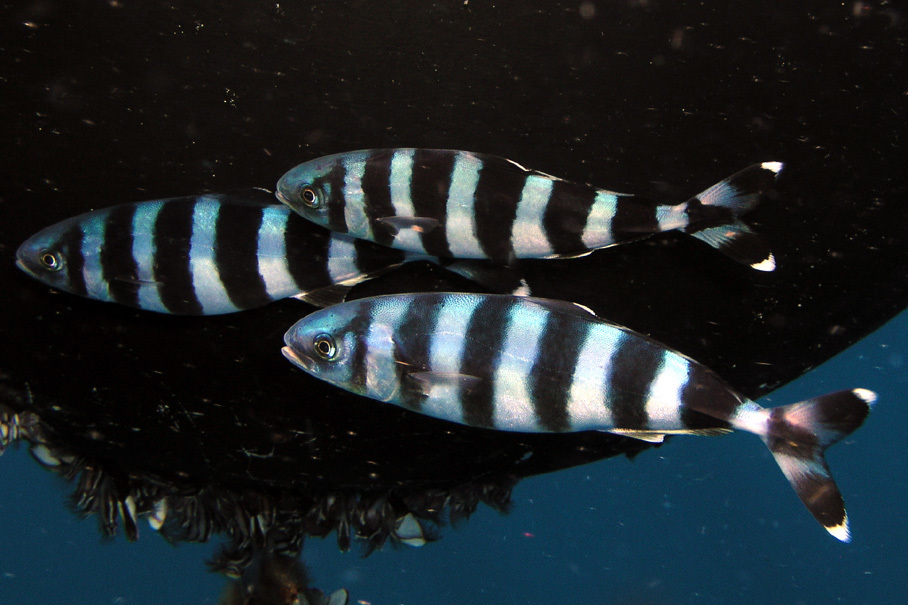 Pilotfish