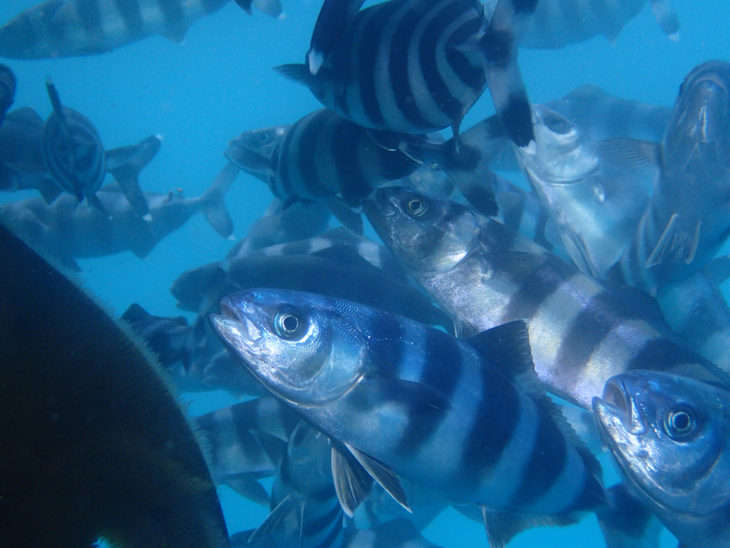 Pilotfish